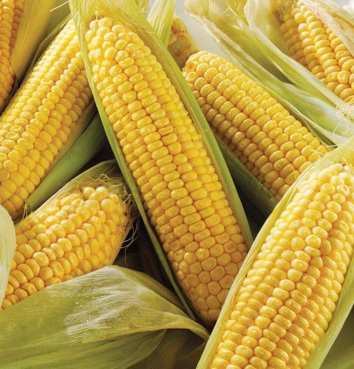 Sweet Corn