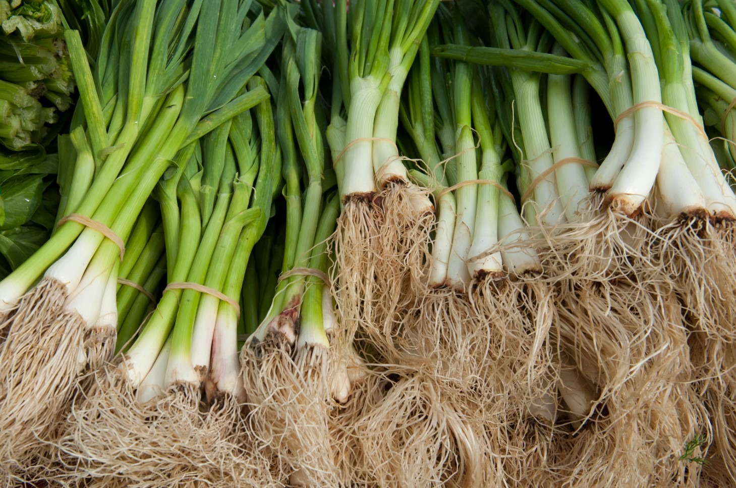 Leeks