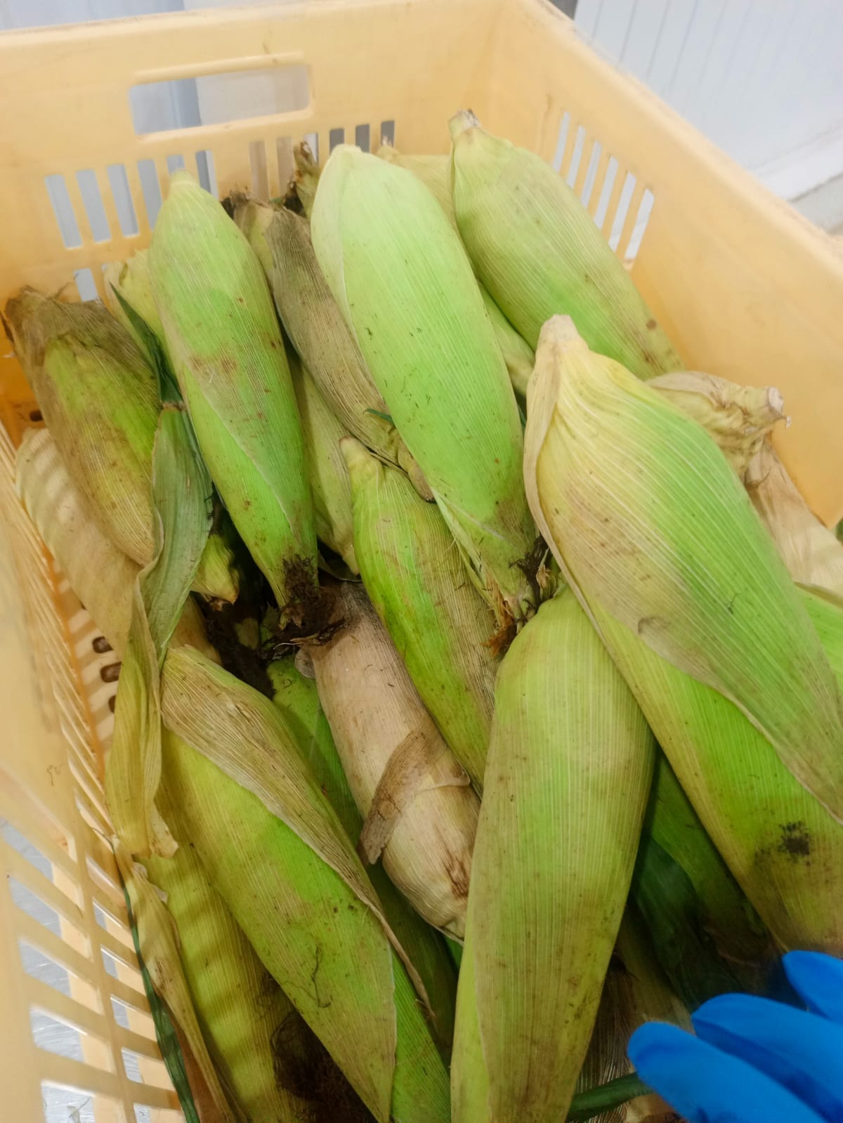 Green Maize